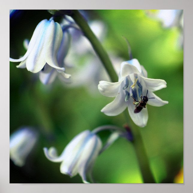 Bin på Blurkblomning nära Poster (Framsidan)