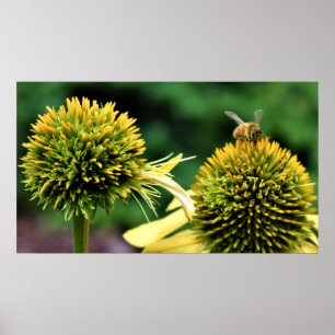 Bin på Coneflower Poster