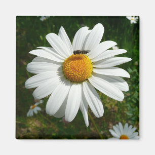 Bin på Daisyn Alaska Sommarfoto Magnet