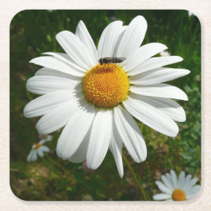 Bin på Daisyn Alaska Sommarfoto Underlägg Papper Kvadrat