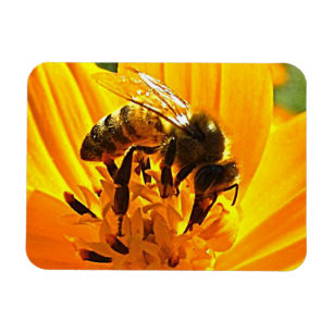 Bin på en blomma magnet