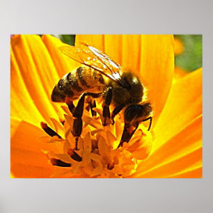 Bin på en blomma poster