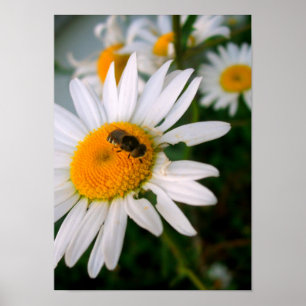 Bin på en Daisy Poster