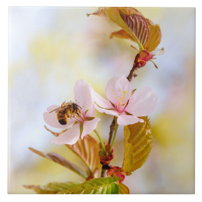 Bin på en körsbärsblomma kakelplatta (Framsidan)