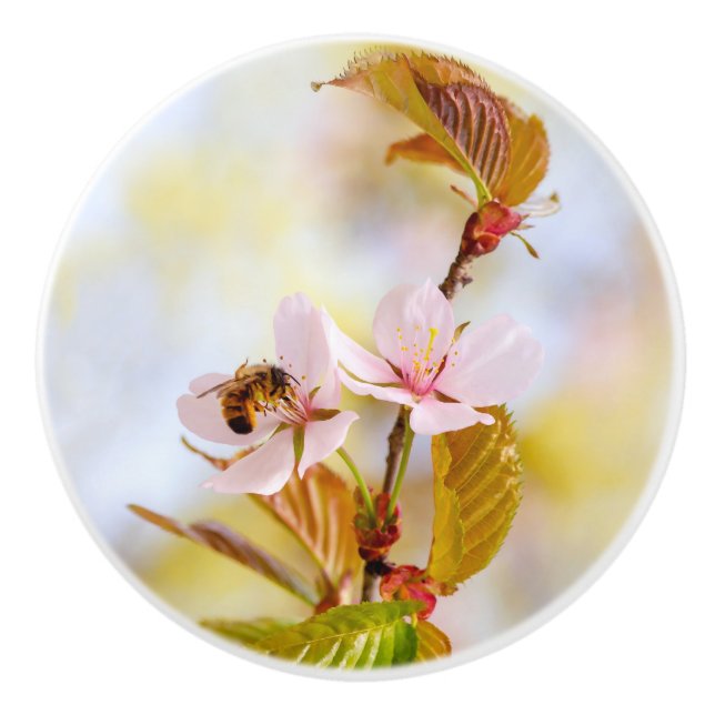Bin på en körsbärsblomma knopp (Framsidan)