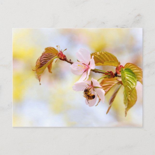 Bin på en körsbärsblomma vykort (Framsida)