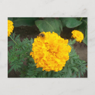 Bin på en marigold blomma med en ljus gult, foto meddelande vykort