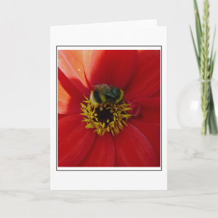 Bin på ett gratulationskort för röd blomma kort