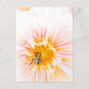 Bin på ett Rosa Dahlia-fotovykort Vykort