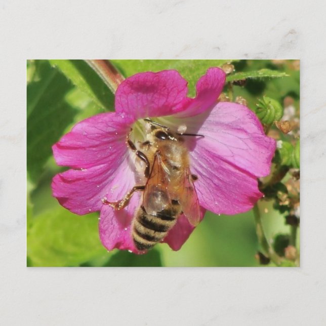 Bin på ett Wildblomfoto Vykort (Framsida)