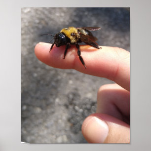 Bin på Finger Poster