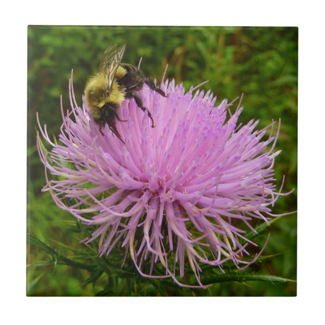 Bin på fuktens natur kakelplatta (Framsidan)