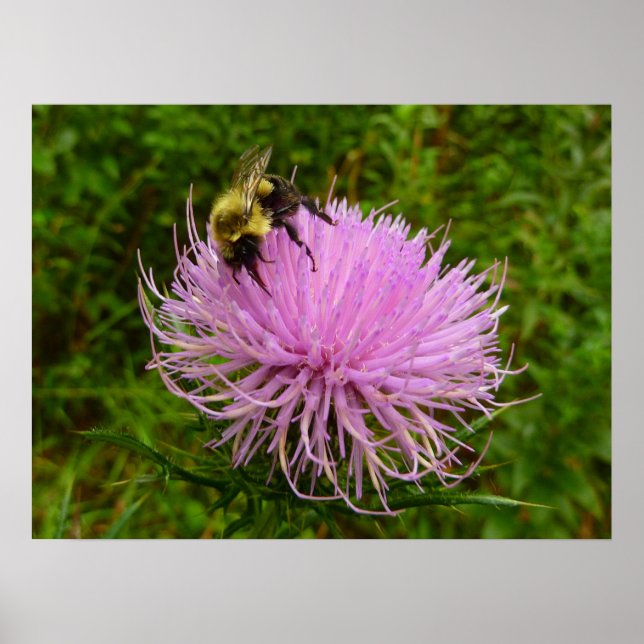 Bin på fuktens natur poster (Framsidan)