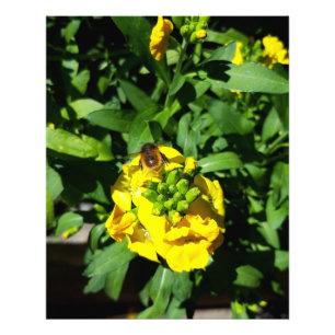 Bin på Gula blommor Fototryck