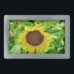 Bin på gult Solros<br><div class="desc">Solros fält. Foto taget av konstnären Sandy Closs. Fall- och höstbakgrund för en solig fält av gult och guld solblommor. Anpassa med din egen text. Höst, solros, sommar, gult, guld, fall, naturblommor land</div>