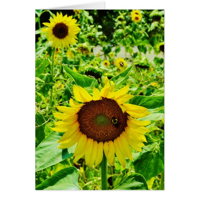 Bin på gult Solros Hälsningskort (Framsidan)