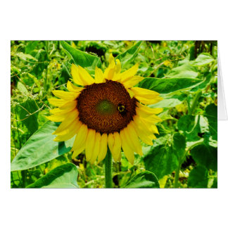 Bin på gult Solros Hälsningskort