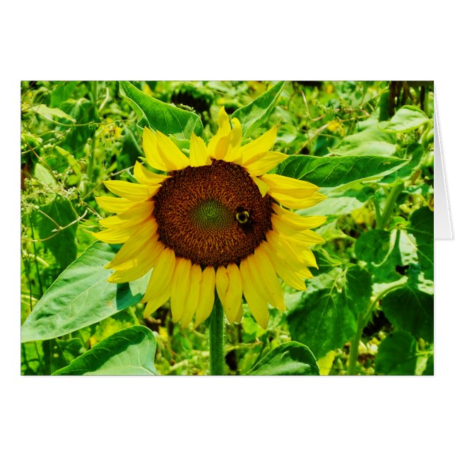 Bin på gult Solros Hälsningskort (Framsidan Horizontal)