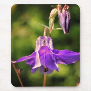 Bin på kolumbine-blomma musmatta