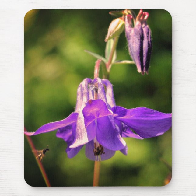 Bin på kolumbine-blomma musmatta (Framsidan)