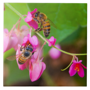 Bin på korallvblommor kakelplatta