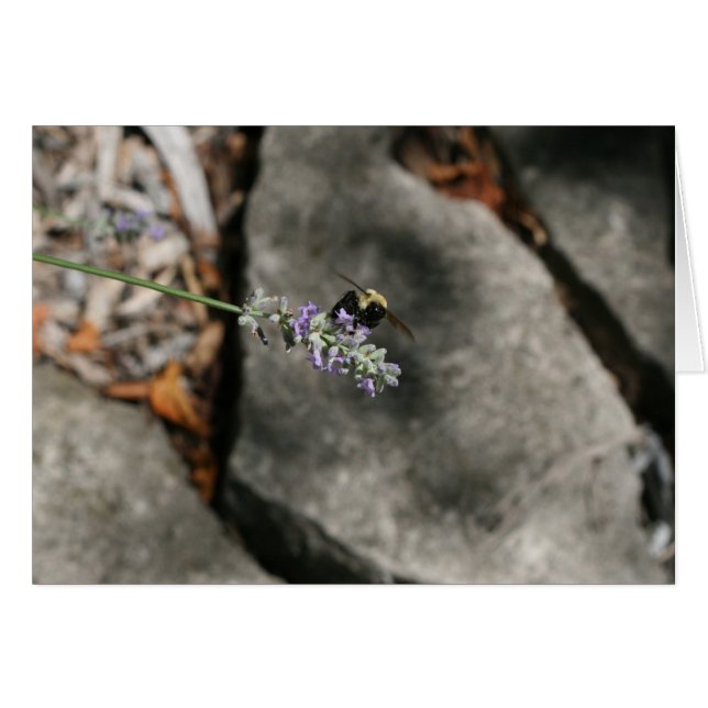 "bin på lavender" av Larry Coressel Hälsningskort (Framsidan Horizontal)