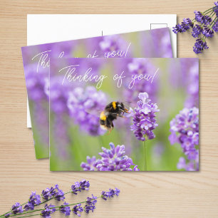 Bin på Lavender funderar på ditt vykort