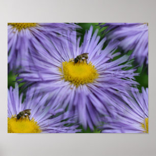 Bin på Lila blommor natur Poster