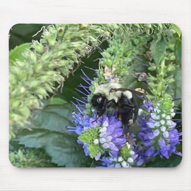Bin på Lila Blommussla Musmatta (Framsidan)