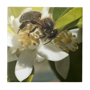Bin på Orangens Blommar Kakelplatta
