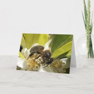 Bin på Orangens Blommar Kort
