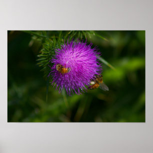 Bin på Poster i Mjölk Thistle
