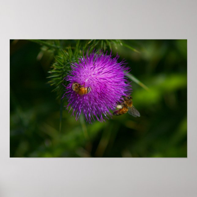 Bin på Poster i Mjölk Thistle (Framsidan)