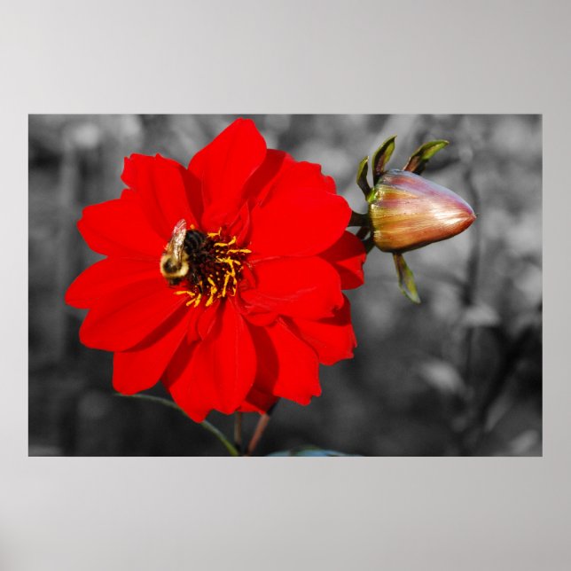 Bin på röd blomma Poster (Framsidan)