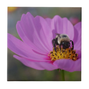 Bin på Rosa Cosmos blomning Kakelplatta