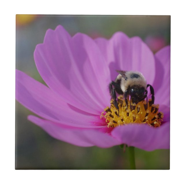 Bin på Rosa Cosmos blomning Kakelplatta (Framsidan)