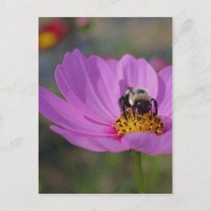 Bin på Rosa Cosmos blomning Vykort