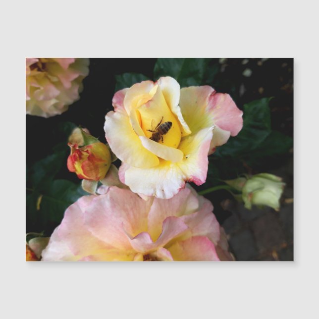 Bin på Rosa Gul ros Flowers (Framsida)