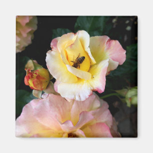 Bin på Rosa Gul ros Flowers Magnet