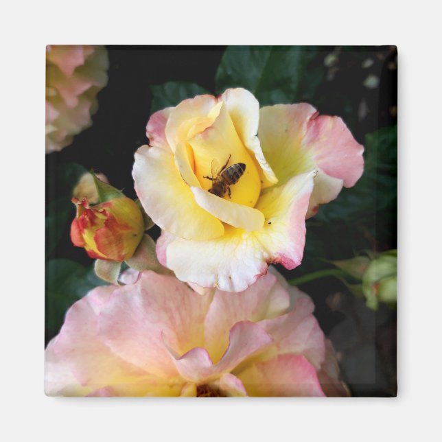 Bin på Rosa Gul ros Flowers Magnet (Framsidan)