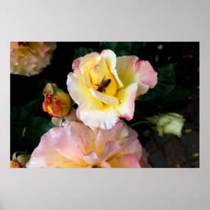 Bin på Rosa Gul ros Flowers Poster