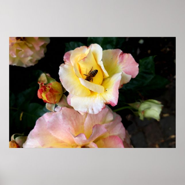 Bin på Rosa Gul ros Flowers Poster (Framsidan)