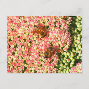 Bin på Sedum Autumn Joy. Vykort