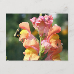 Bin på Snapdragon Flower Photo Postcard Vykort