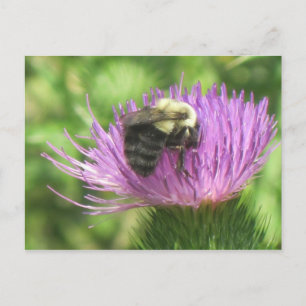 Bin på Thistle Vykort