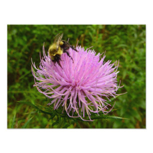 Bin på tistelblomma natur fototryck