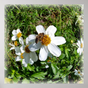Bin på vit blomma poster