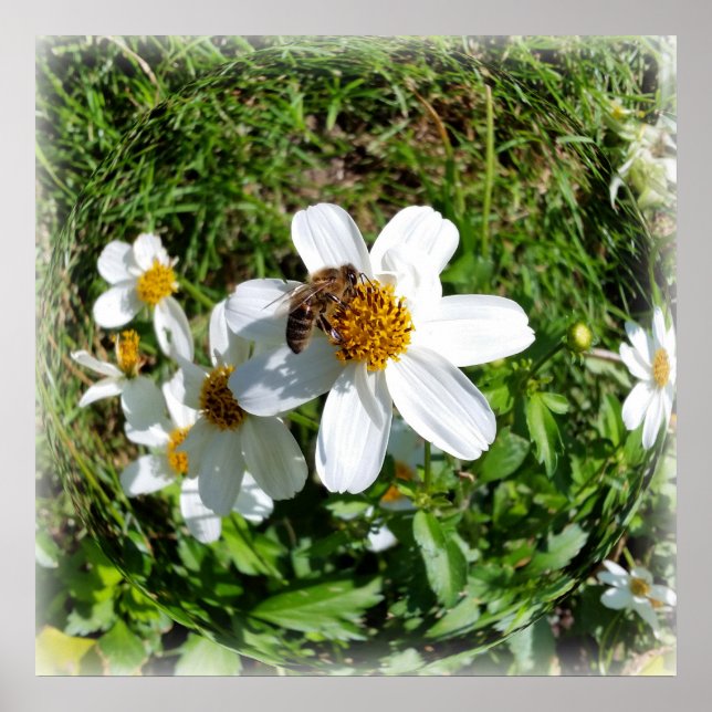 Bin på vit blomma poster (Framsidan)