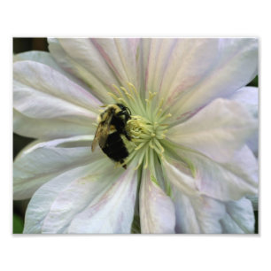Bin på vita Clematis, blomma 8 x 10 Fototryck