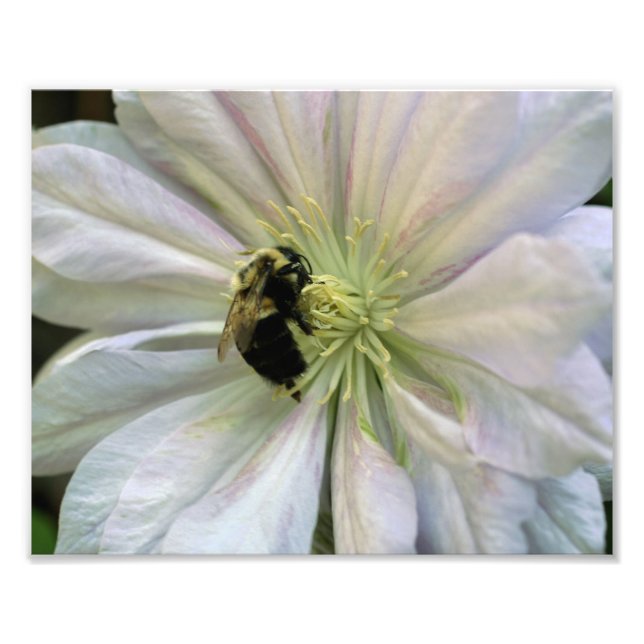 Bin på vita Clematis, blomma 8 x 10 Fototryck (Framsidan)